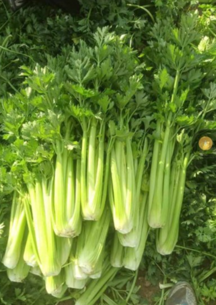 عکس مزرعه کرفس