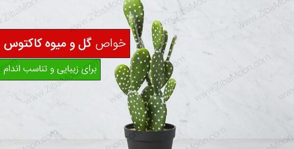 عکس گل کاکتوس