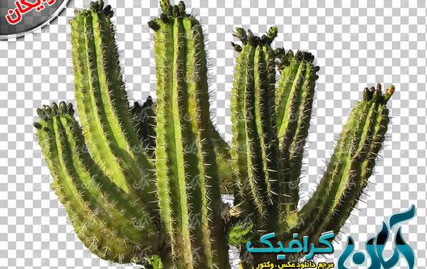 عکس گل کاکتوس