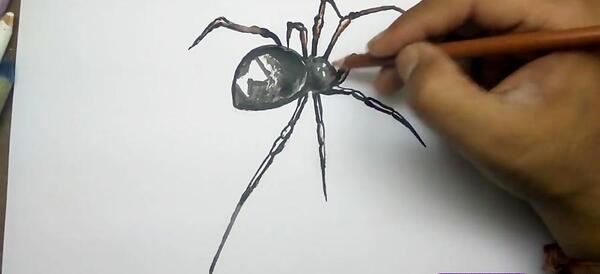 عکس نقاشی عنکبوت