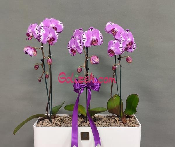 عکس دسته گل برای روز پدر