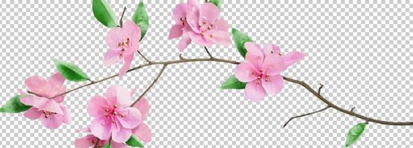 عکس شکوفه