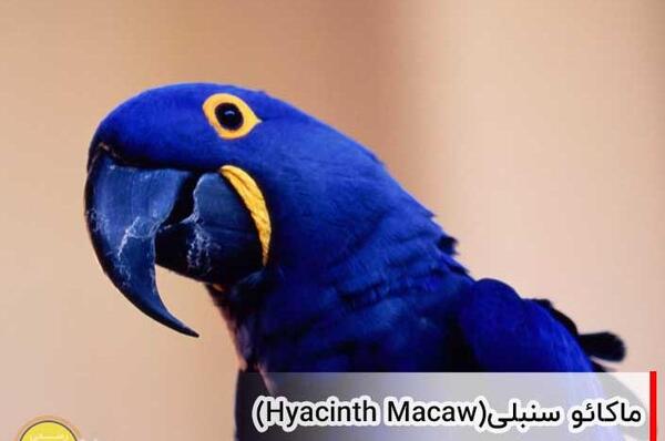 عکس طوطی رنگارنگ