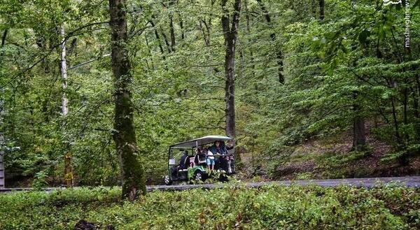عکس بارانی جنگل
