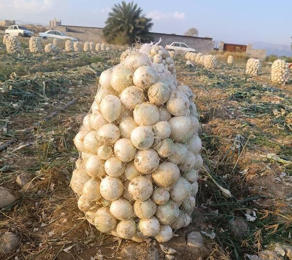 عکس ریه سالم و ریه درگیر کرونا