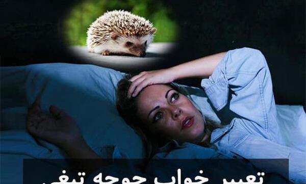 عکس جوجه تیغی عکس جوجه تیغی