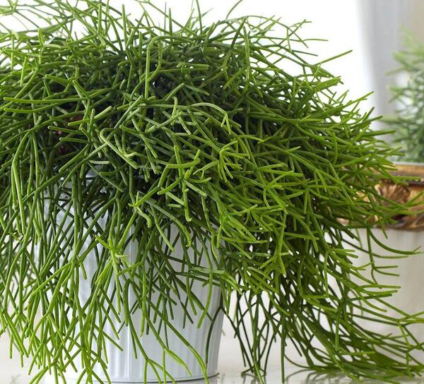 عکس کاکتوس مدادی