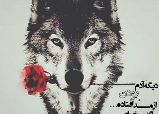 عکس گرگ عاشقانه برای پروفایل