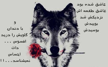 عکس گرگ عاشقانه برای پروفایل