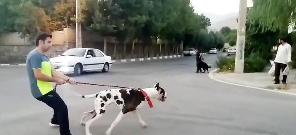 عکس سگ گریت دین وحشی