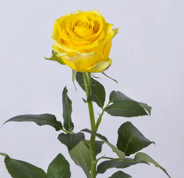 عکس گل رز فنجان