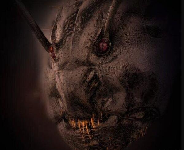 عکس چهره سوسک