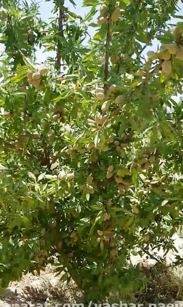عکس نوشته باران اینستاگرام