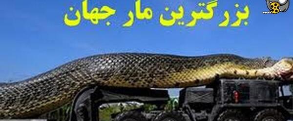 عکس مار خیلی بزرگ