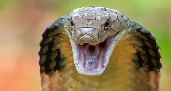 عکس مار خیلی بزرگ
