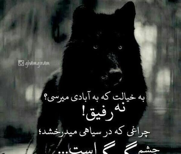 عکس چشمان گرگ