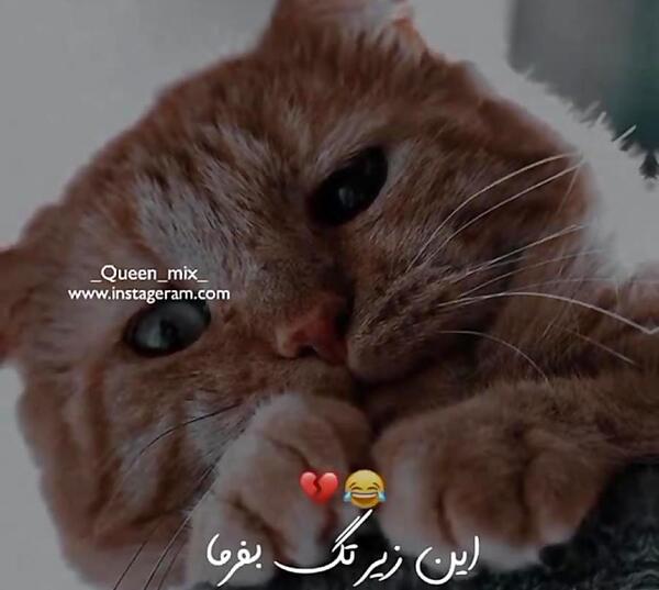 عکس در مورد زهرا