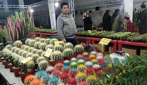 عکس تصاویر نمایشگاه گل