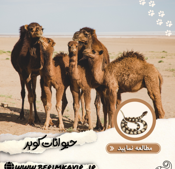 عکس حیوانات کویر