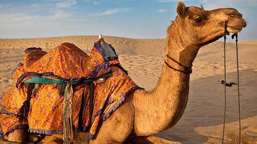 عکس حیوانات کویر
