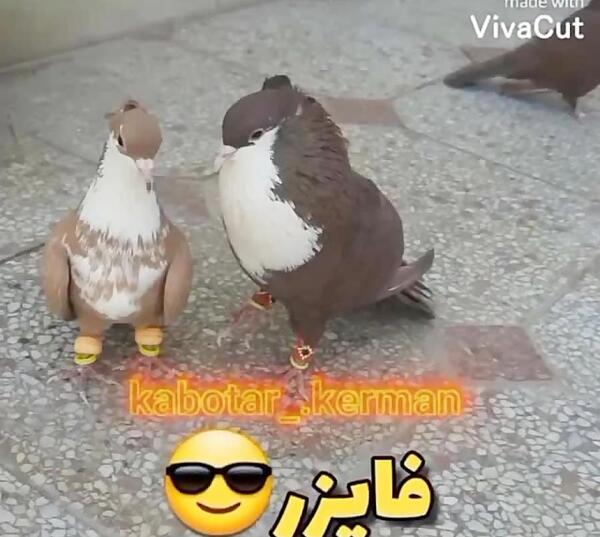 عکس فوت انصاریان