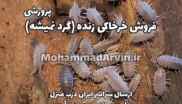 عکس خرخاکی