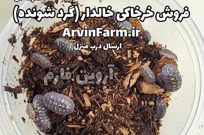 عکس خرخاکی