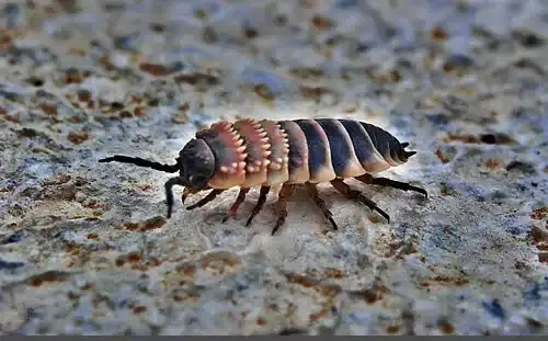 عکس خرخاکی