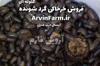 عکس خرخاکی