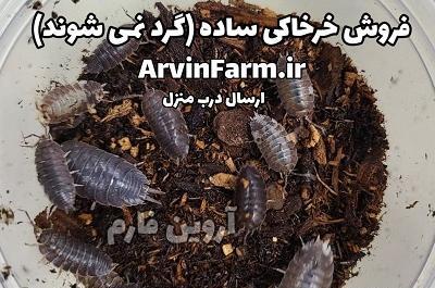 عکس خرخاکی