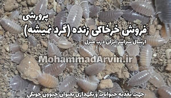 عکس خرخاکی