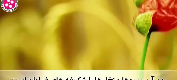 سوره الرحمن کامل عکس