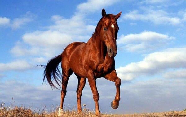 عکس اسب نسایی