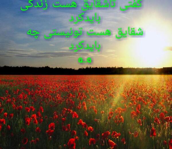 عکس نوشته شقایق دوست دارم