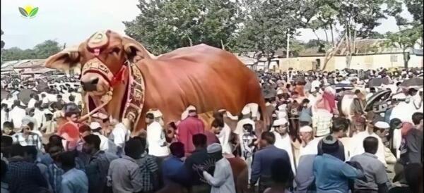 عکس گاو آنگوس