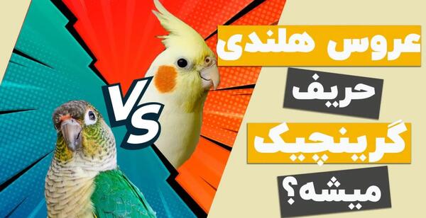 عکس عروس هلندی ایرانی