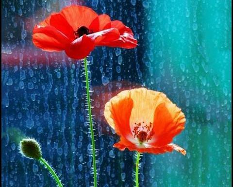 عکس طبیعت بارانی برای پروفایل