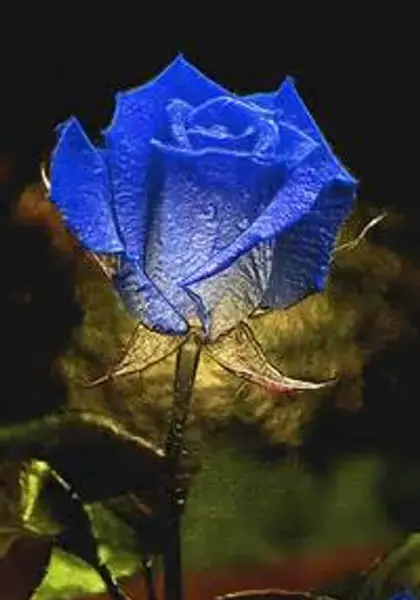 عکس نوشته های ساز