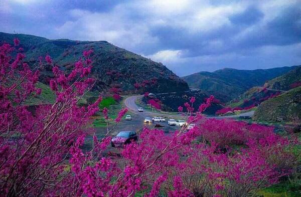 عکس ارغوان محمدی