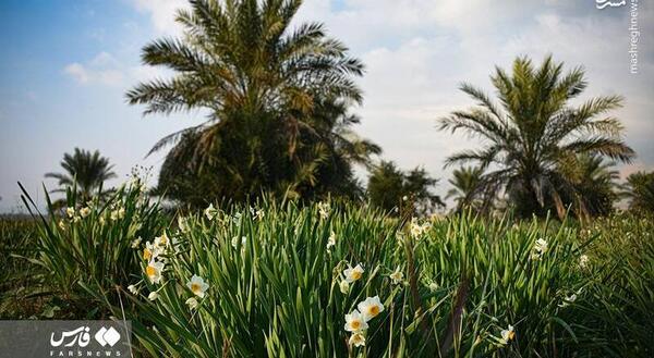 عکس قدیمی عروسی