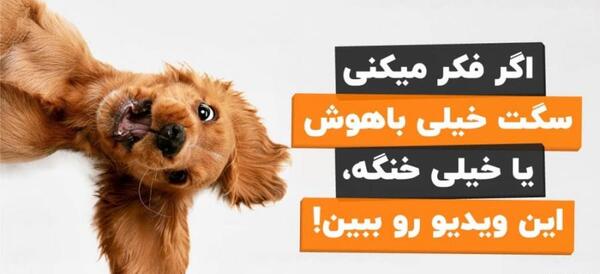 عکس سگ ژرمن خارجی
