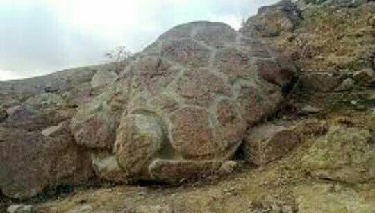 عکس لاک پشت نشانه چیست