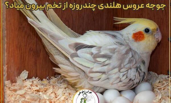 عکس جوجه عروس