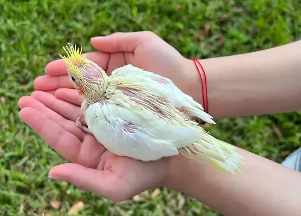 عکس جوجه عروس
