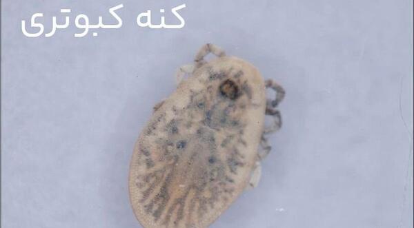 عکس حیوانات موذی