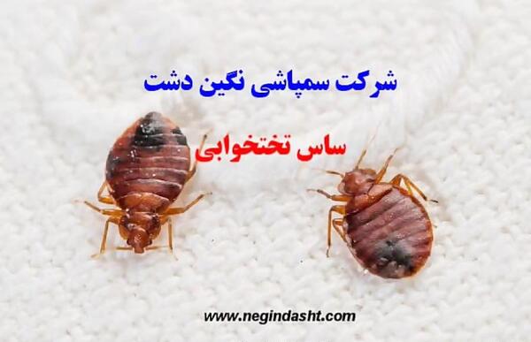 عکس حیوانات موذی