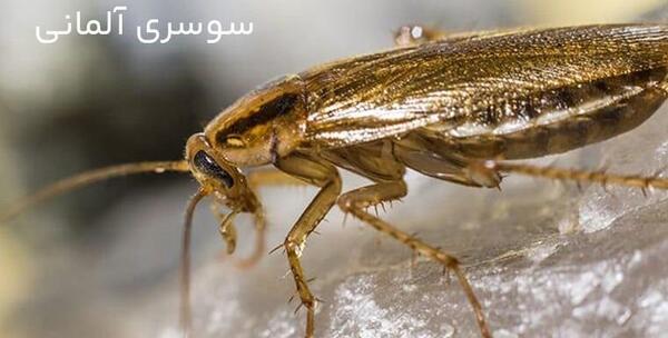 عکس حیوانات موذی