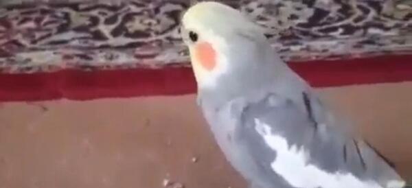 عکس عروس هلندی فیلم