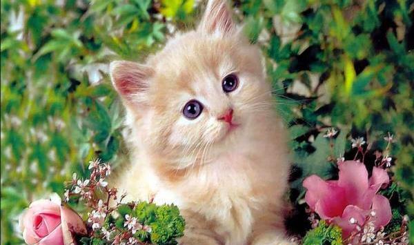 عکس های حیوانات