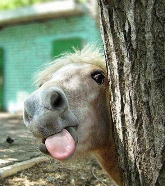 عکس های حیوانات